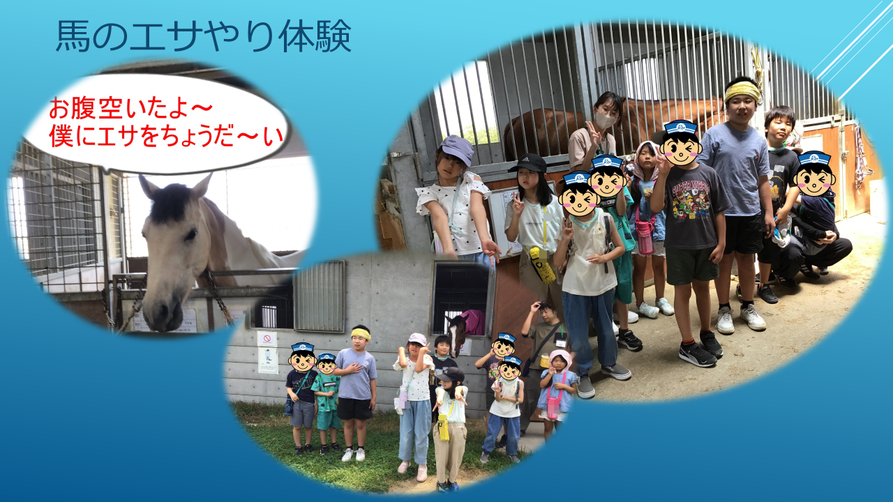 Collage announcing a horse-feeding experience: a horse in a stall with a speech bubble, and groups of children with staff at a stable against a blue gradient.