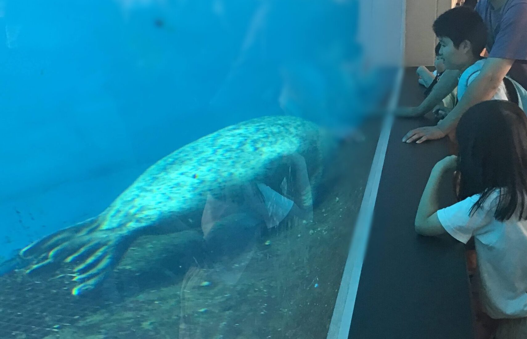 Children and a man lean on a railing, watching a large colorful aquatic animal through a glass tank at the aquarium.