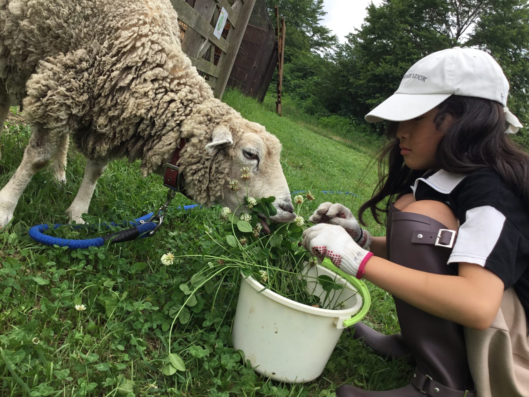 A young girl in a white cap offers greens from a bucket to a fluffy sheep grazing on grass outdoors.