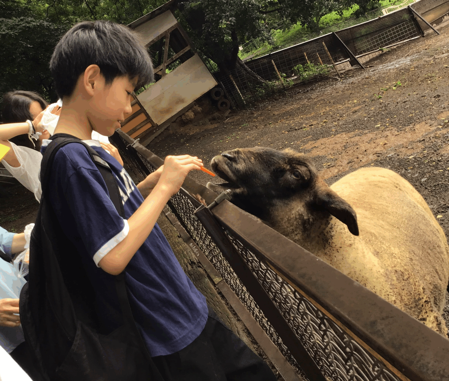 Boy feeding a dark alpaca-like animal a carrot at a fenced petting-zoo enclosure, with a girl in the background