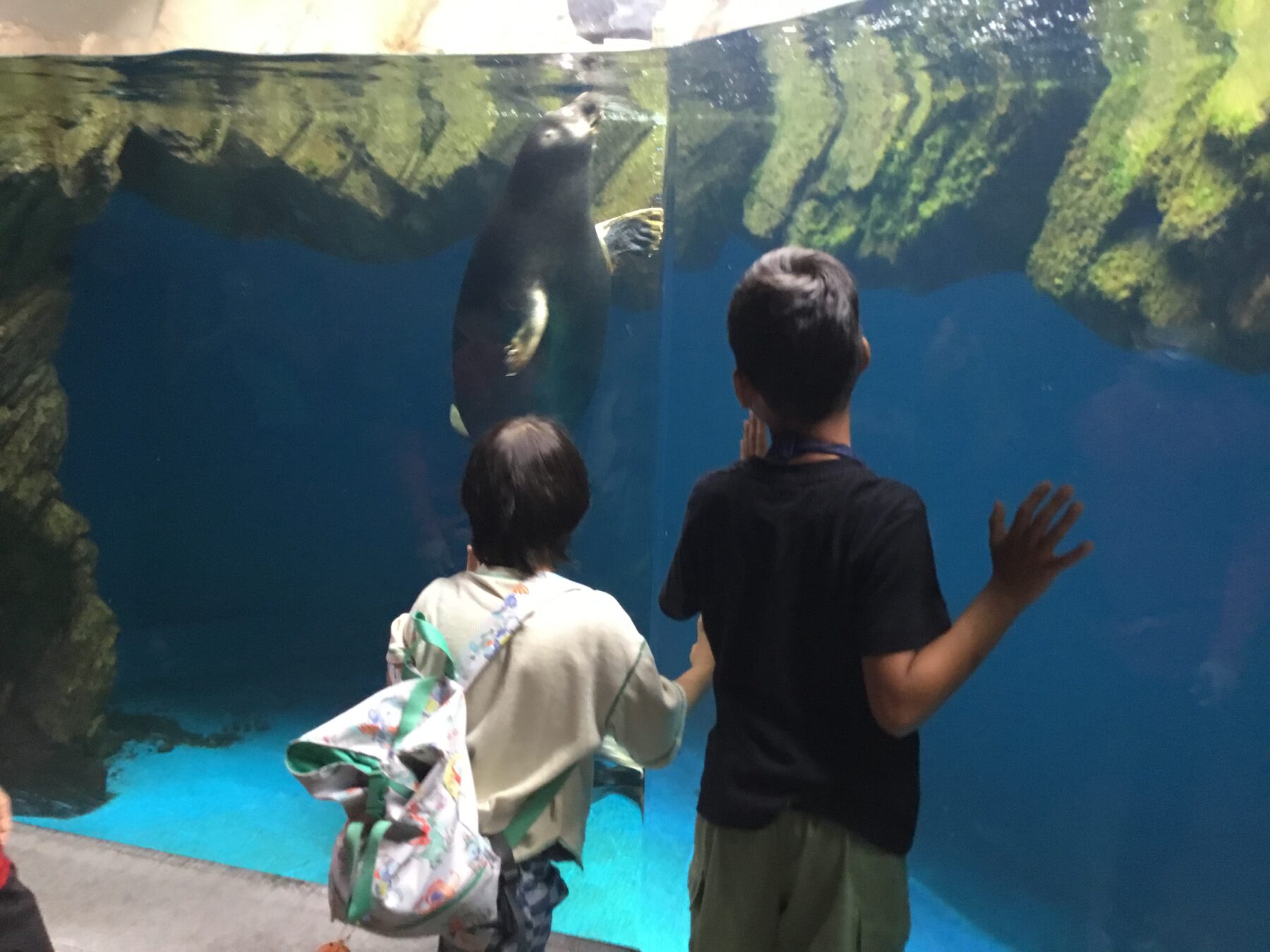 Two children stand at an aquarium viewing window, watching a seal pressed against the glass underwater.