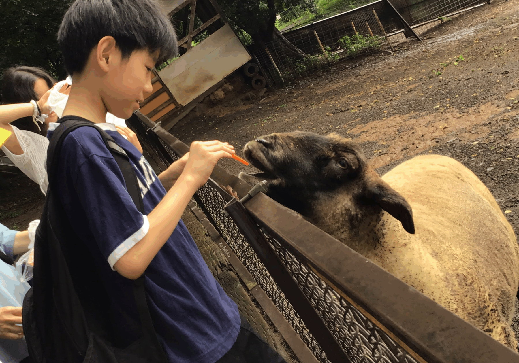 Boy feeding a dark alpaca-like animal a carrot at a fenced petting-zoo enclosure, with a girl in the background