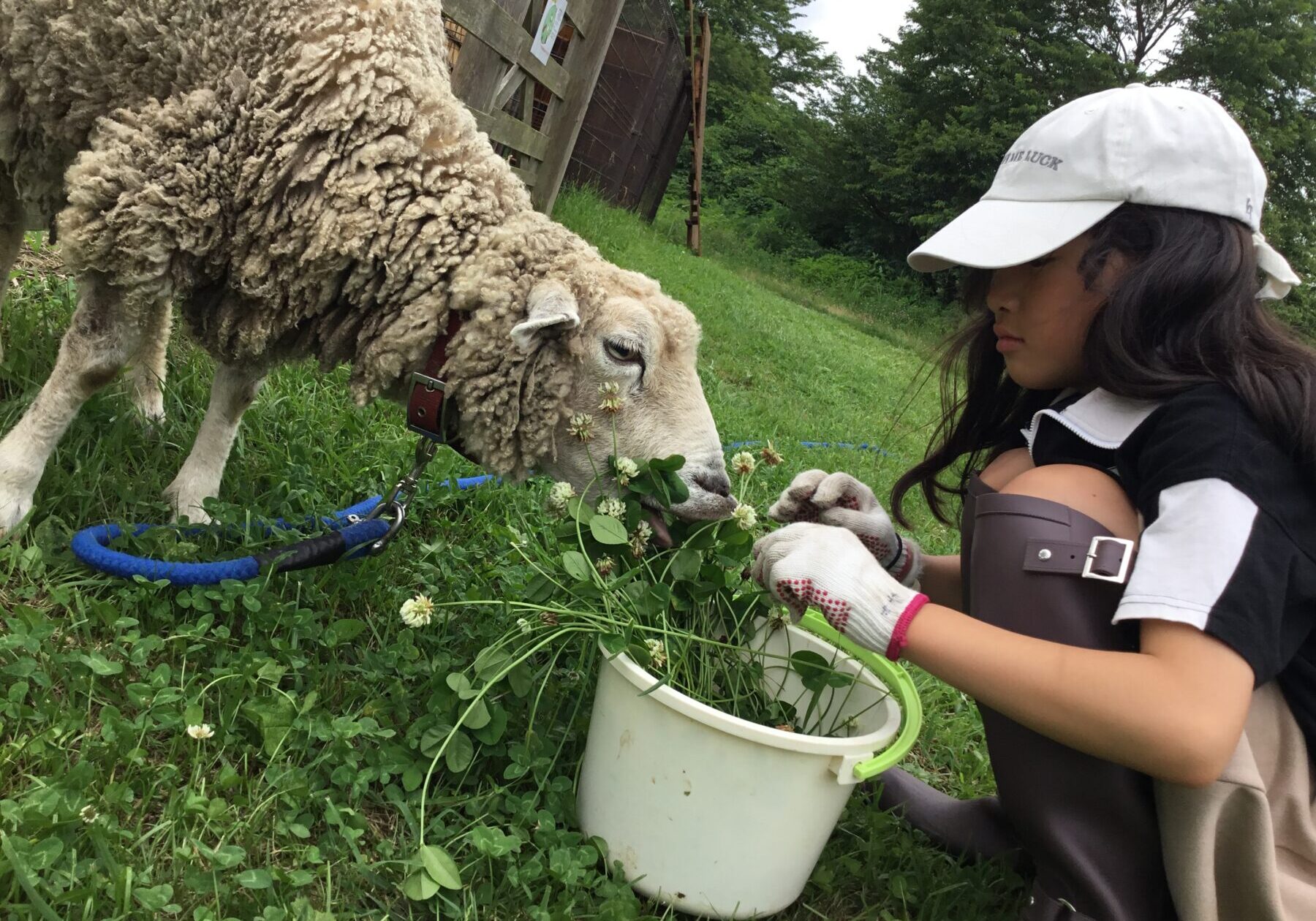 A young girl in a white cap offers greens from a bucket to a fluffy sheep grazing on grass outdoors.